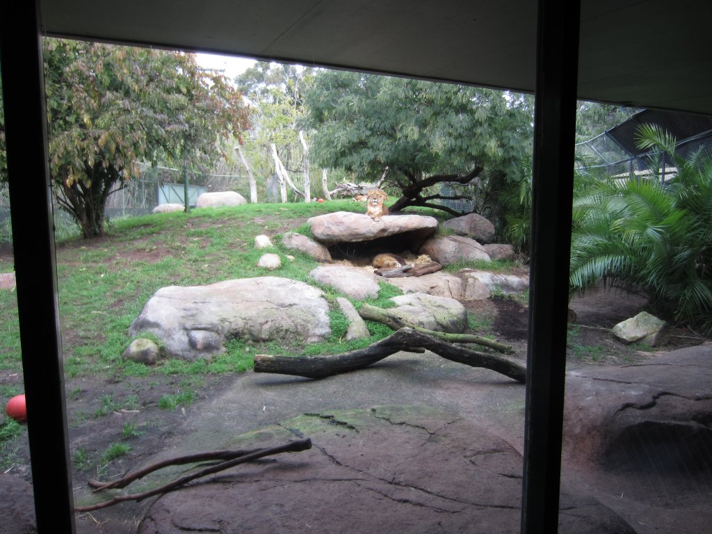 Lion enclosure