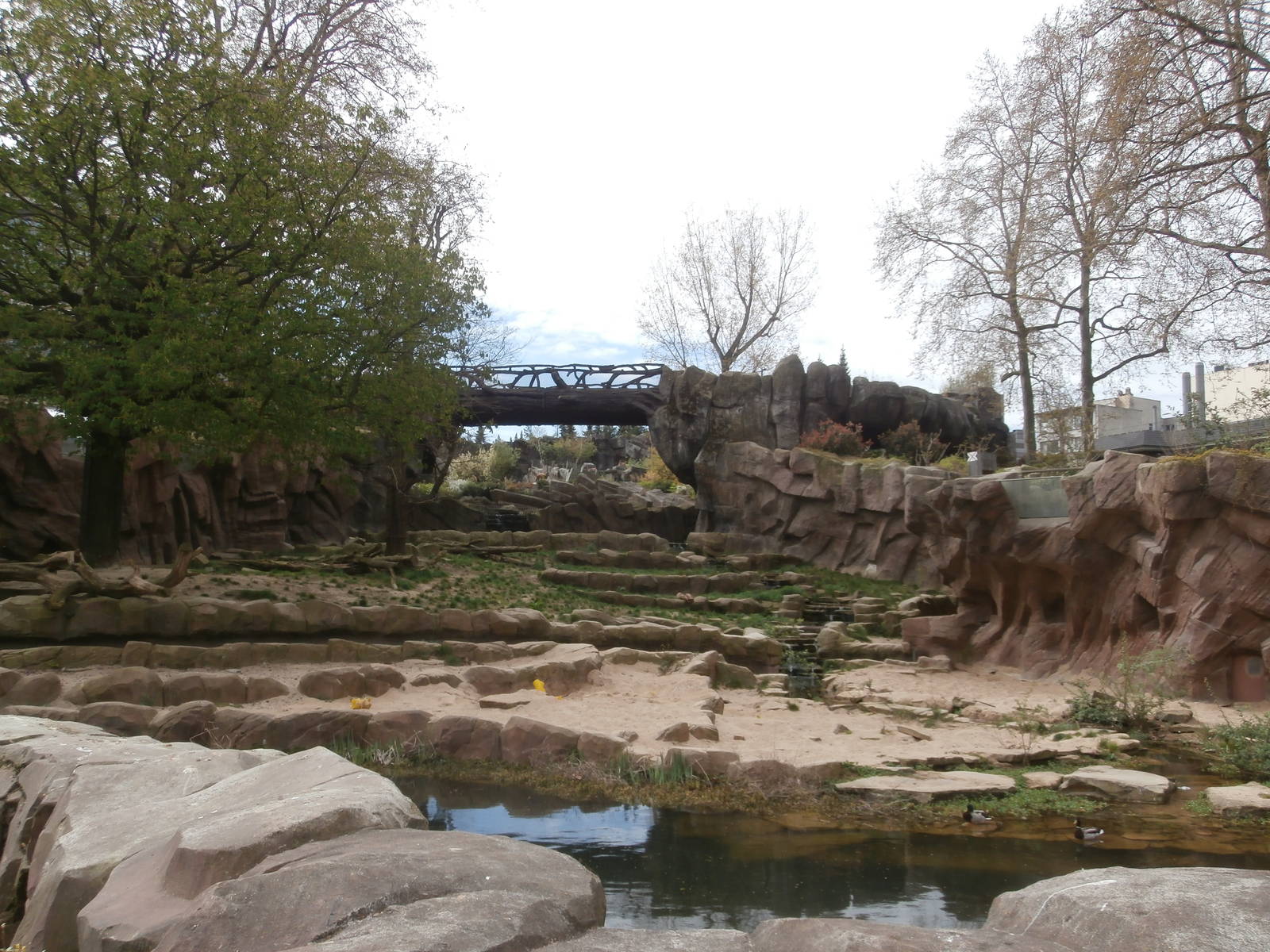 Lion enclosure