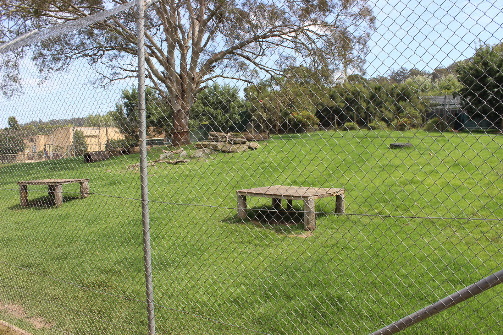 Lion enclosure