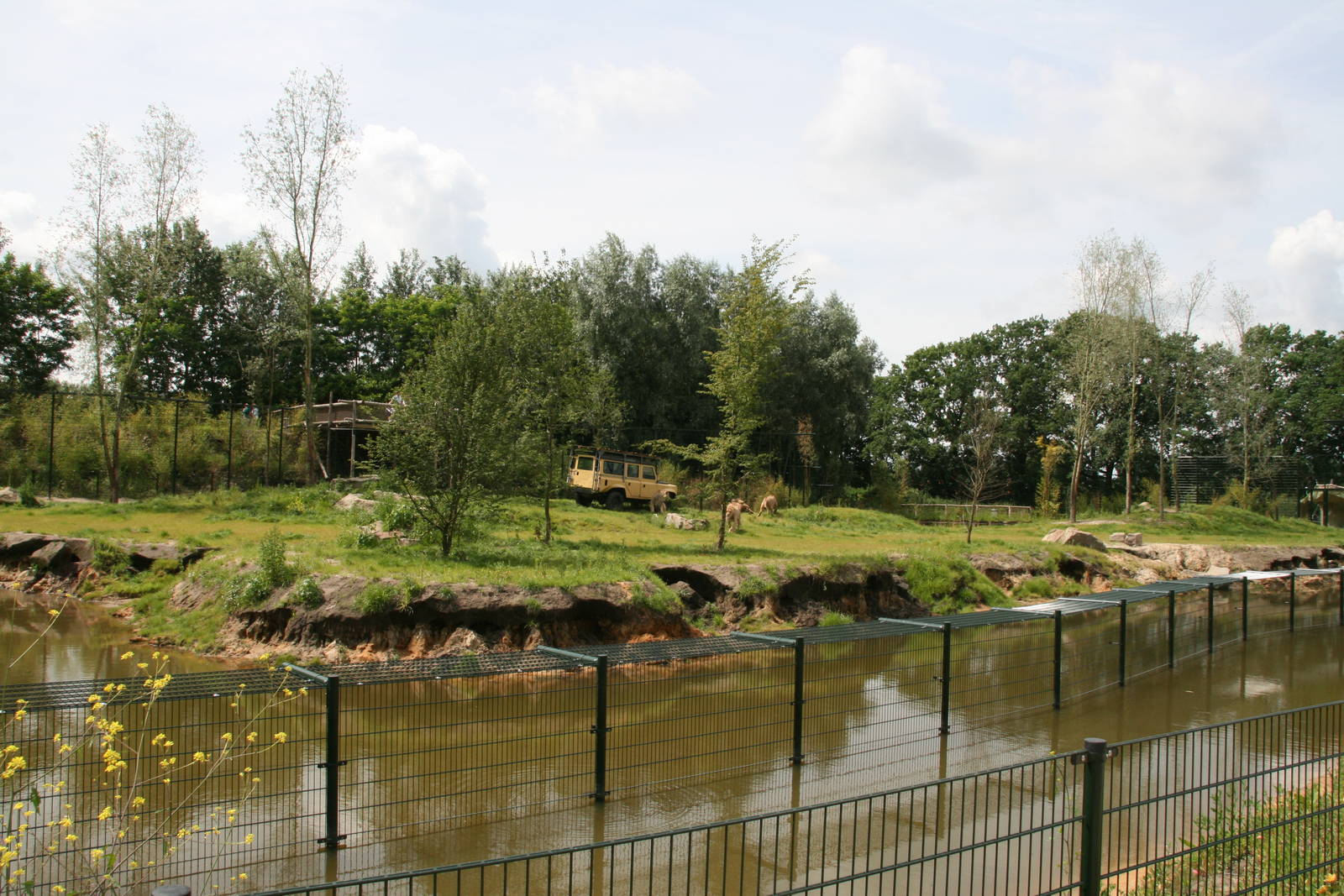 Lion enclosure