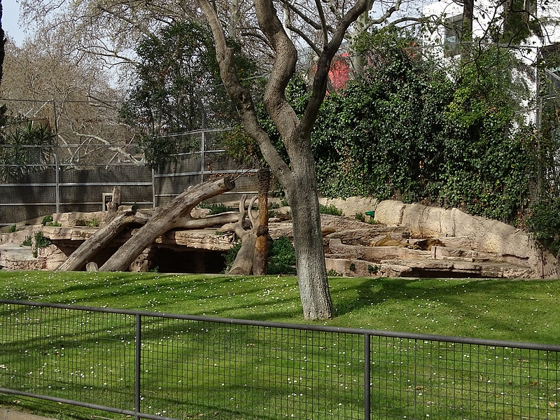 Lion enclosure