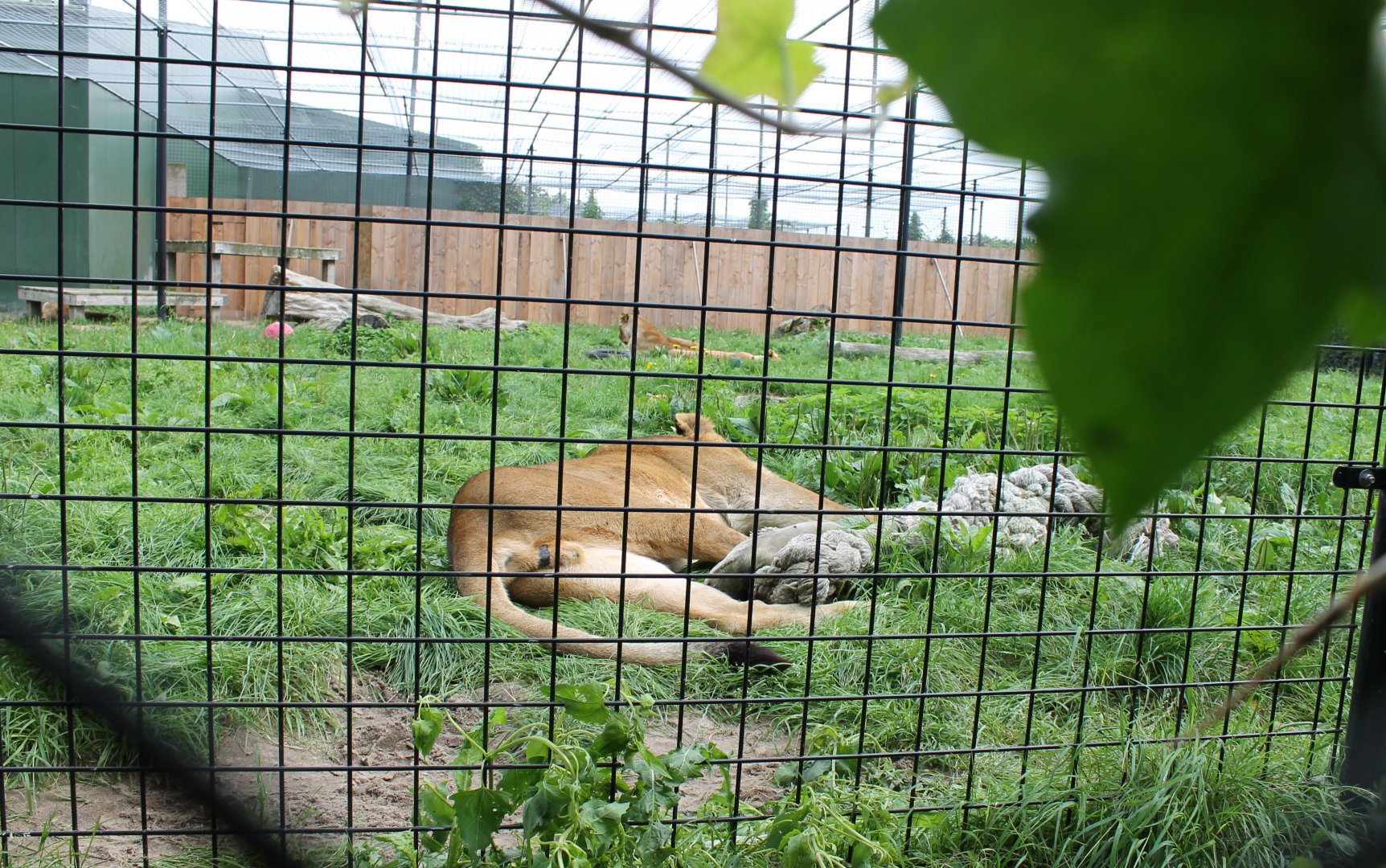 Lion-enclosure