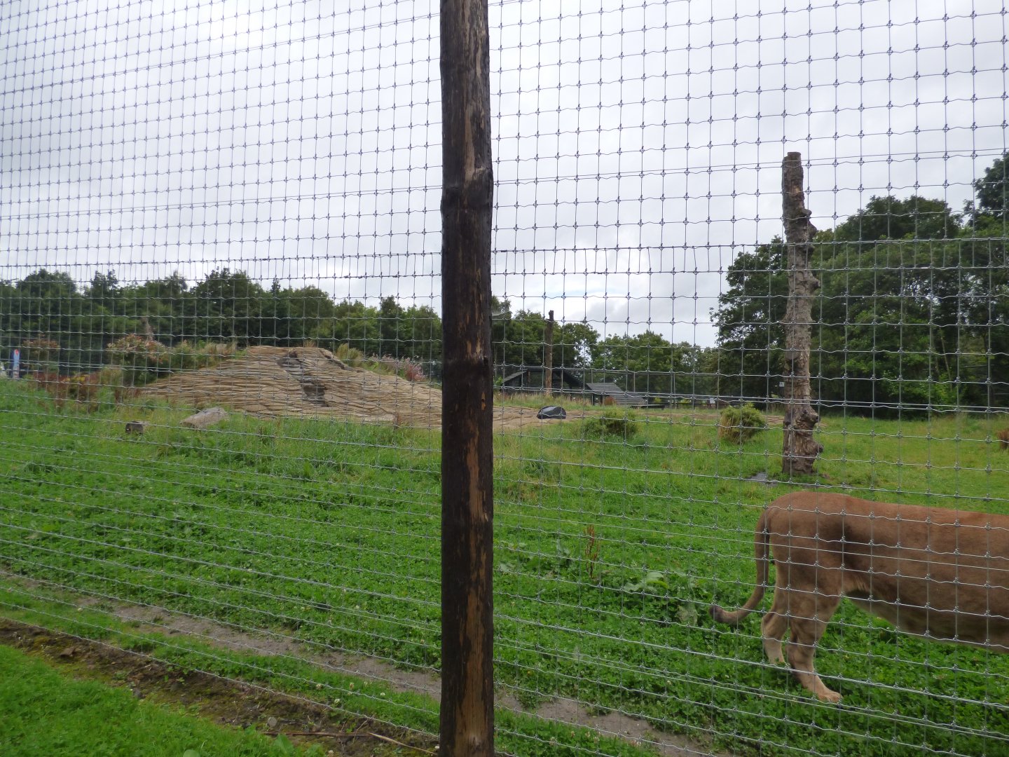 Lion Enclosure