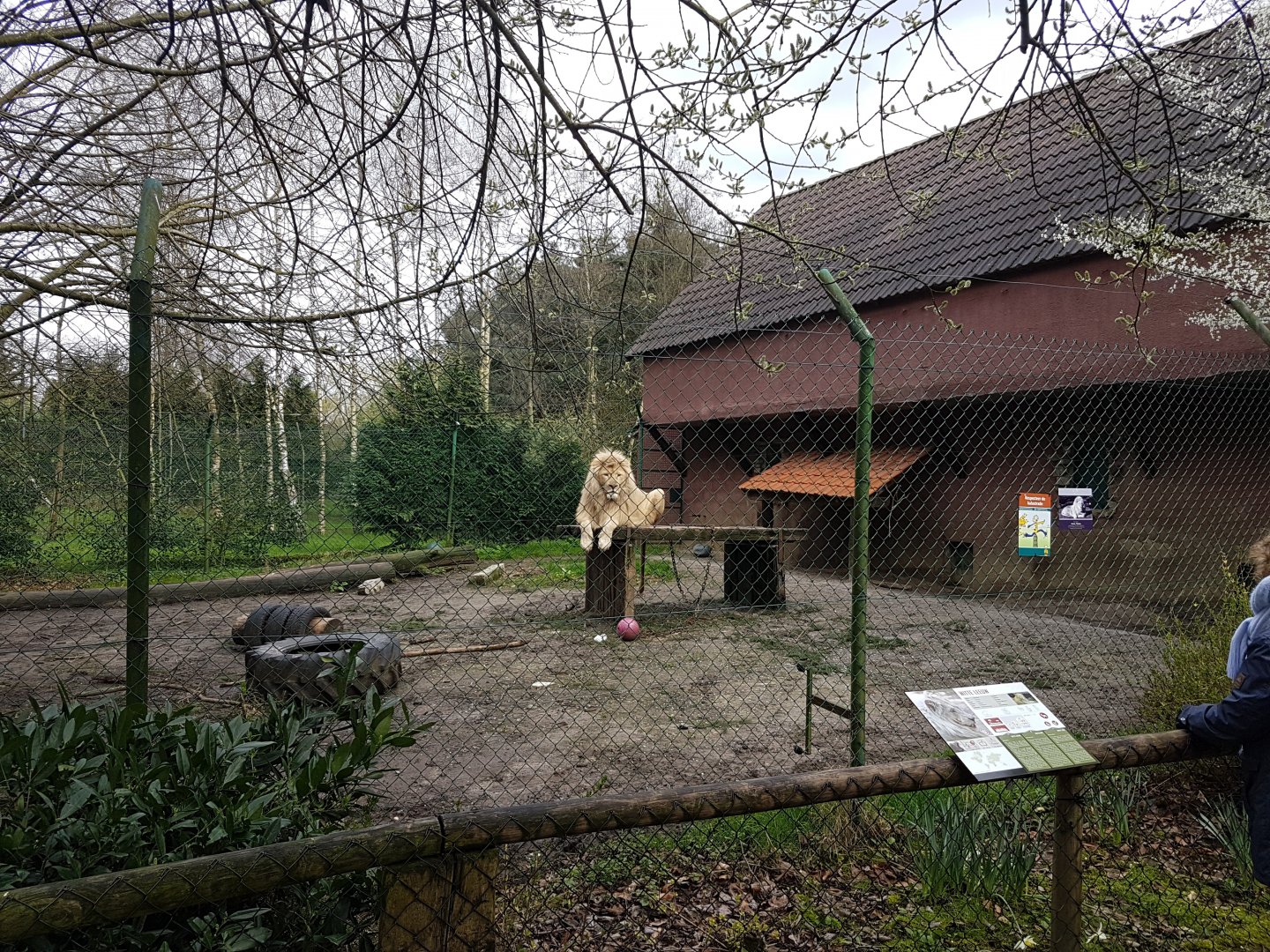 Lion-enclosure