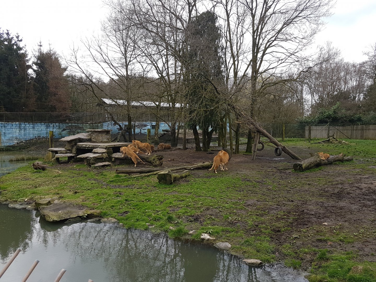 Lion-enclosure