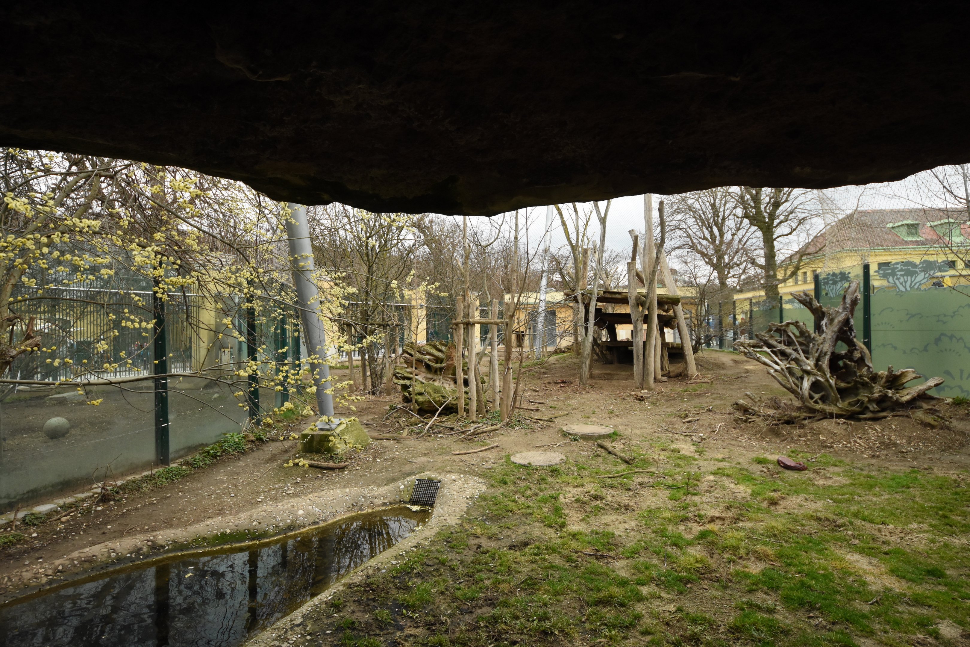 Lion enclosure