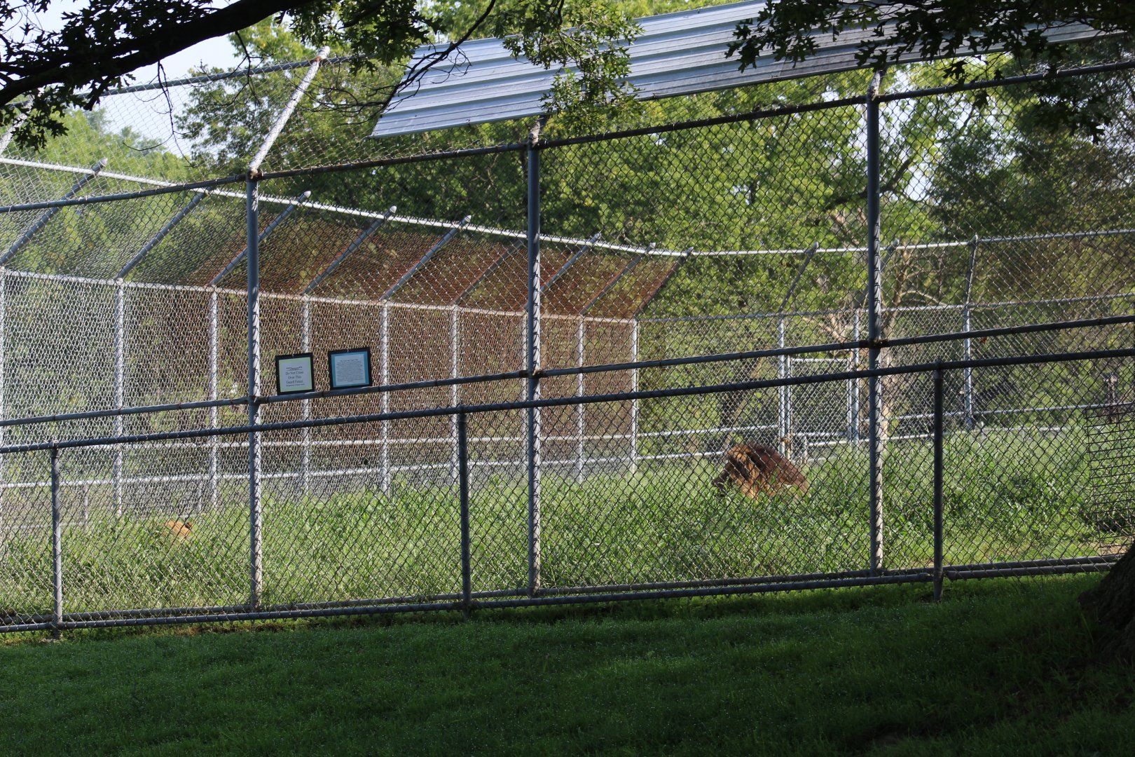 Lion Enclosure