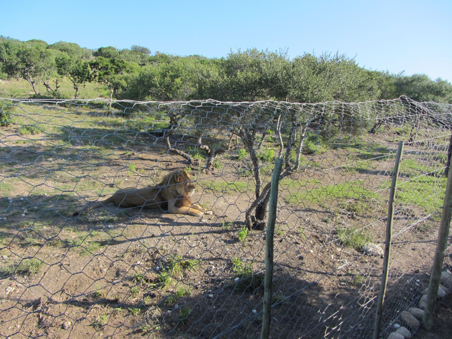 Lion Enclosure