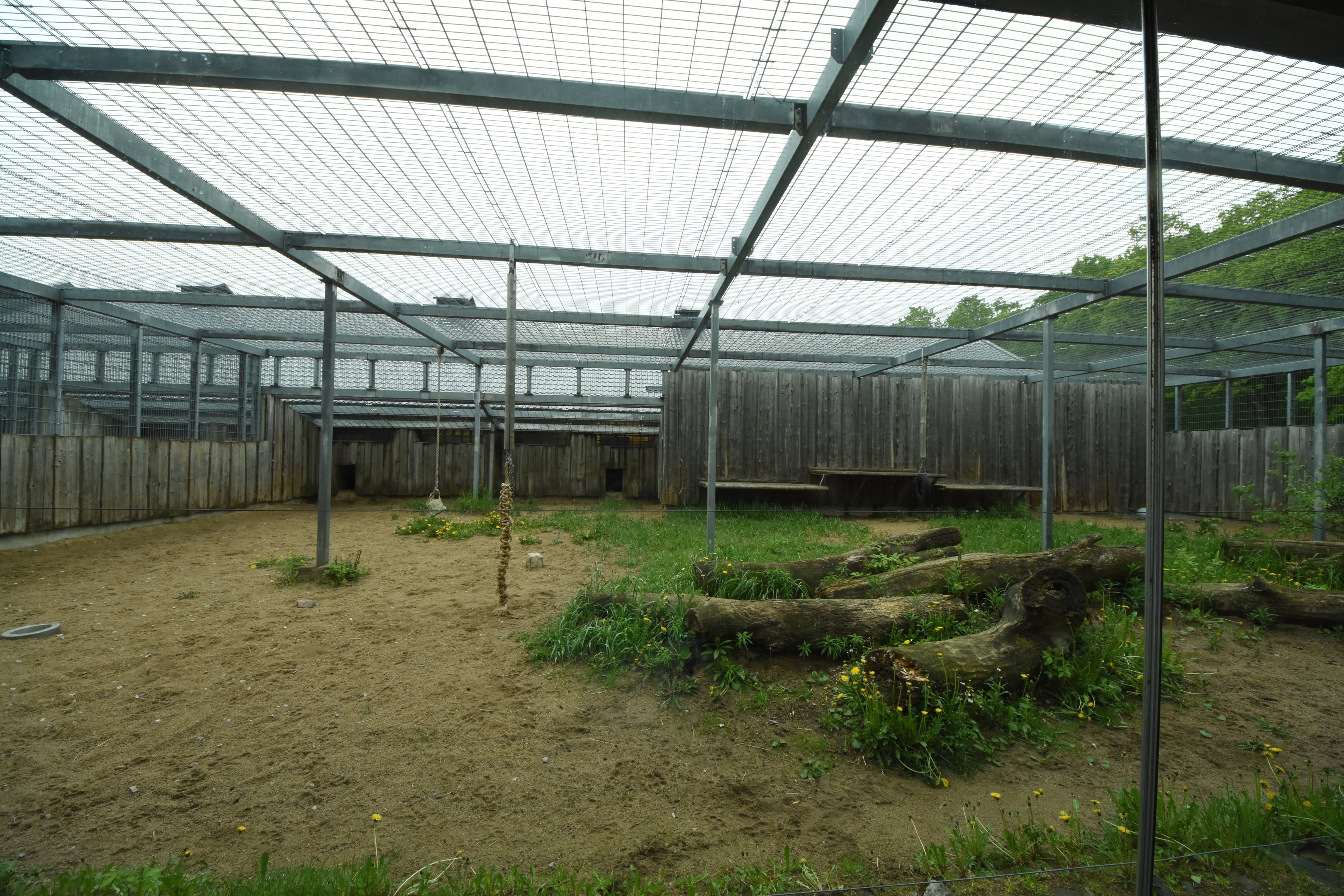 Lion enclosure