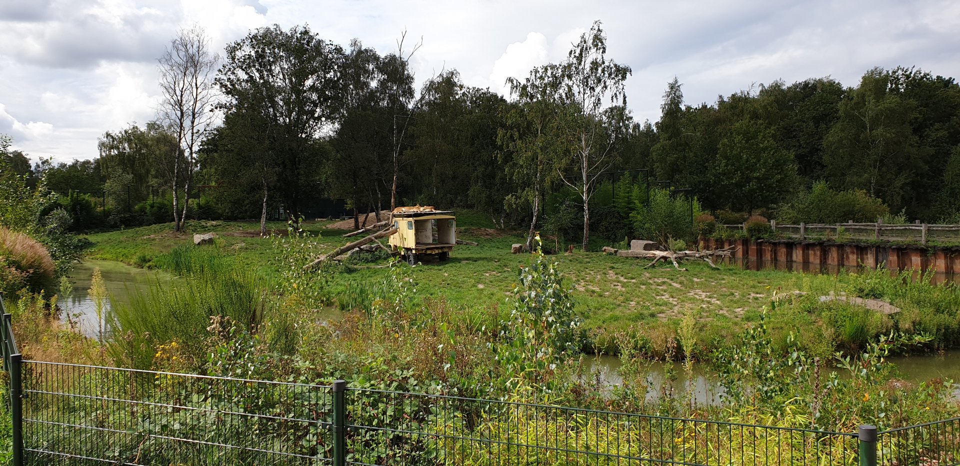 Lion-enclosure