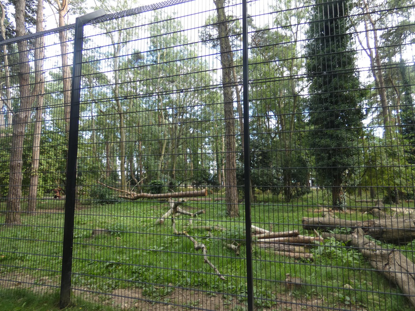 Lion enclosure