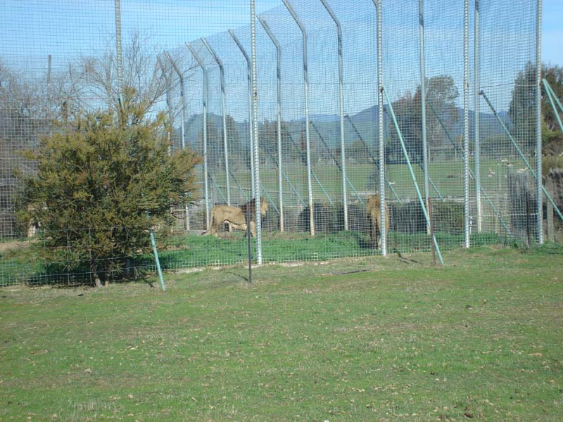 lion enclosure
