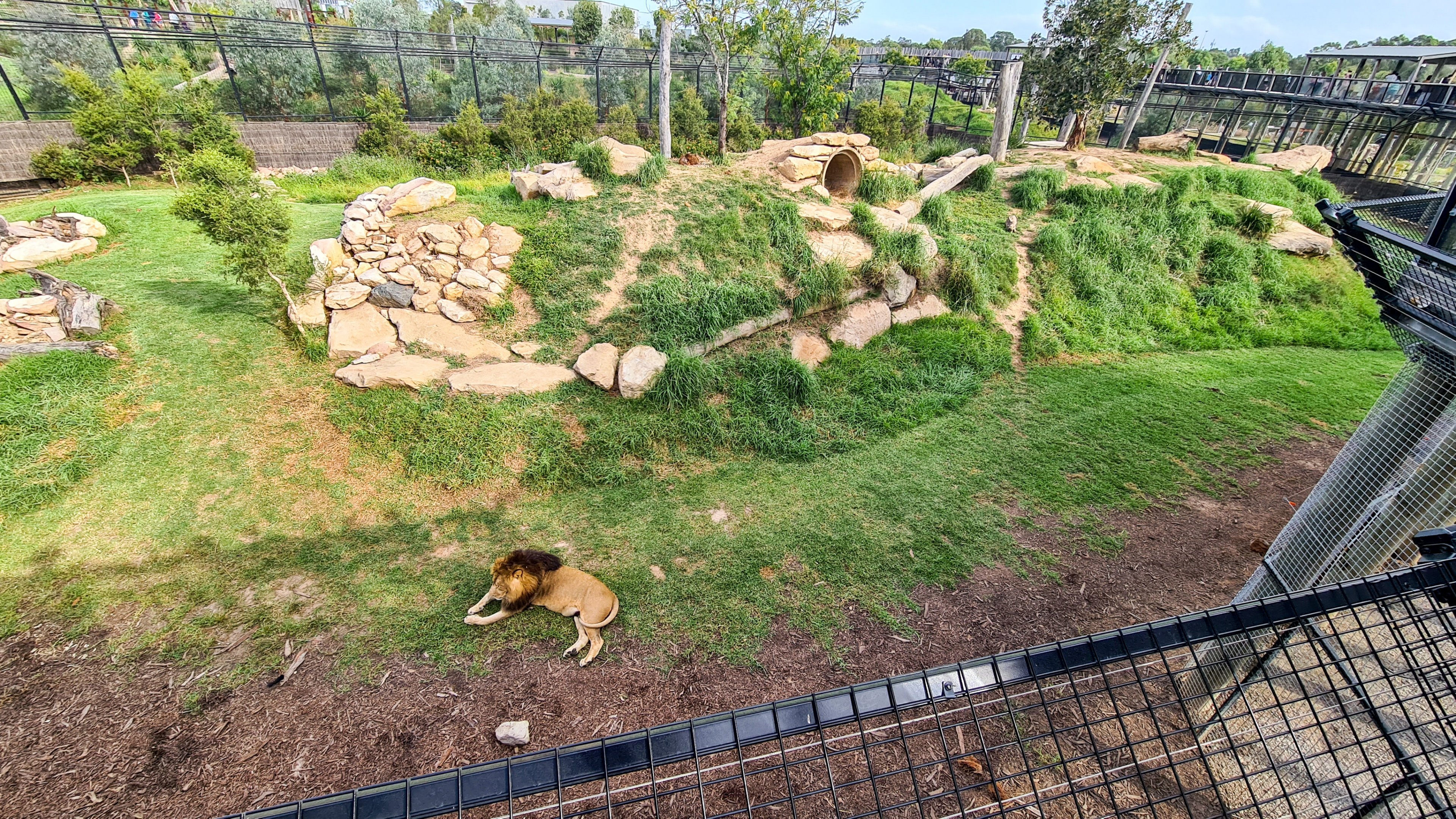 Lion enclosure