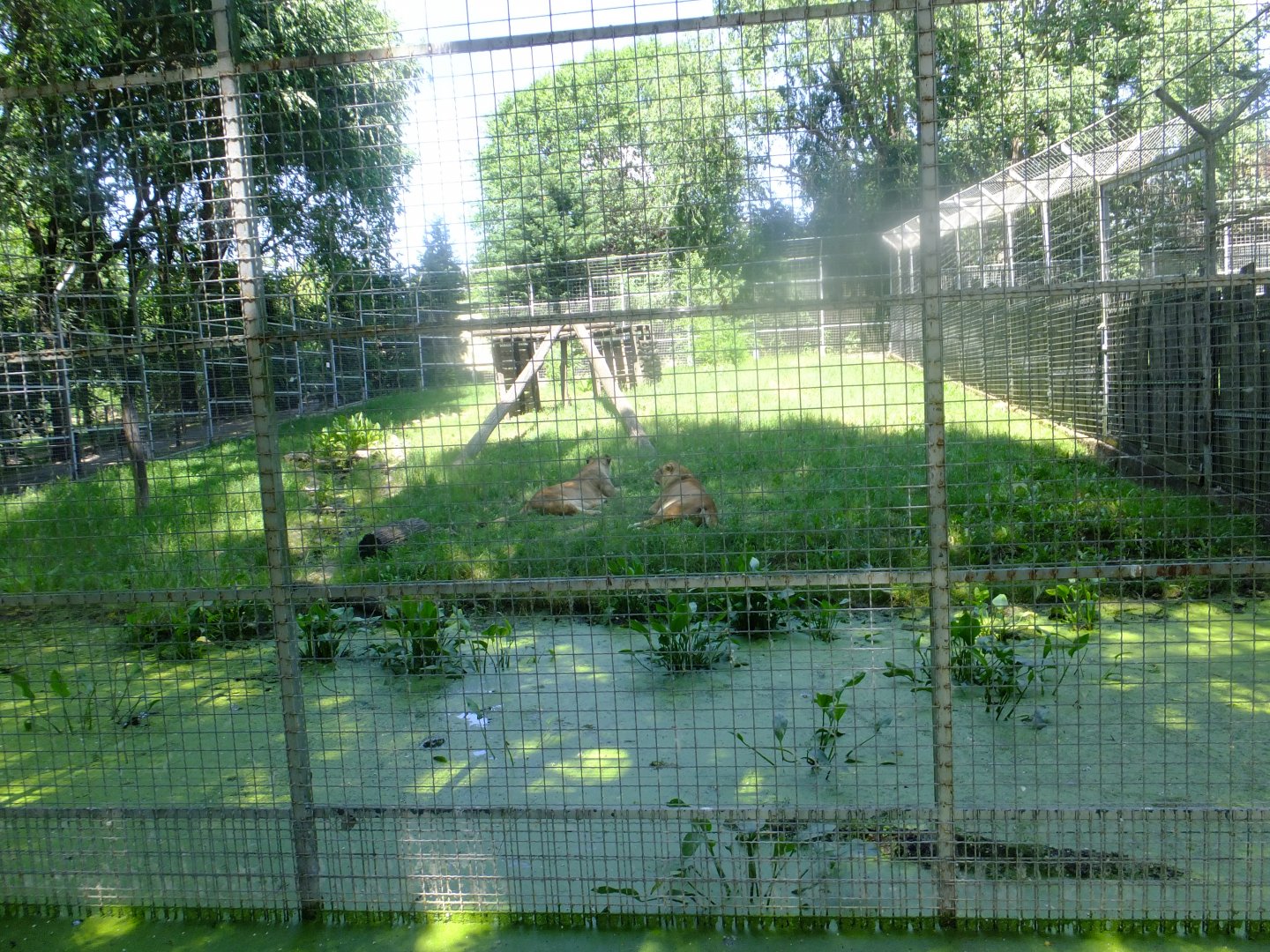 Lion enclosure