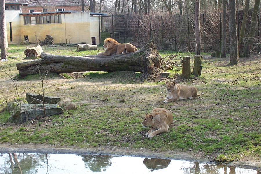 Lion Enclosure
