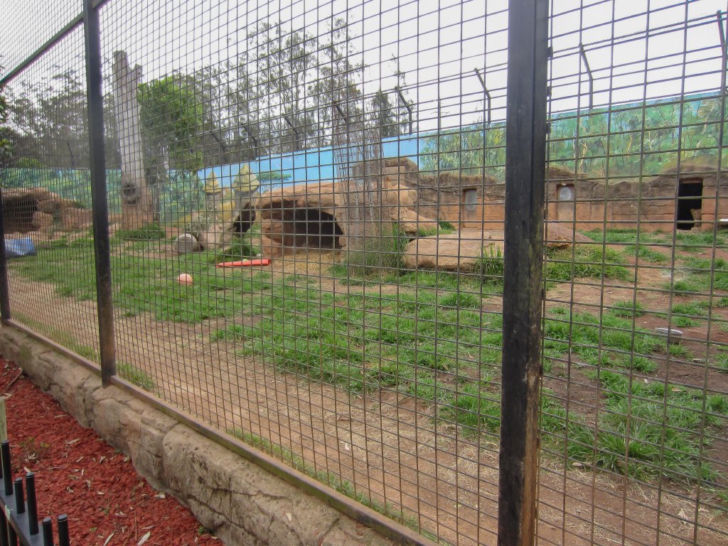 Lion enclosure