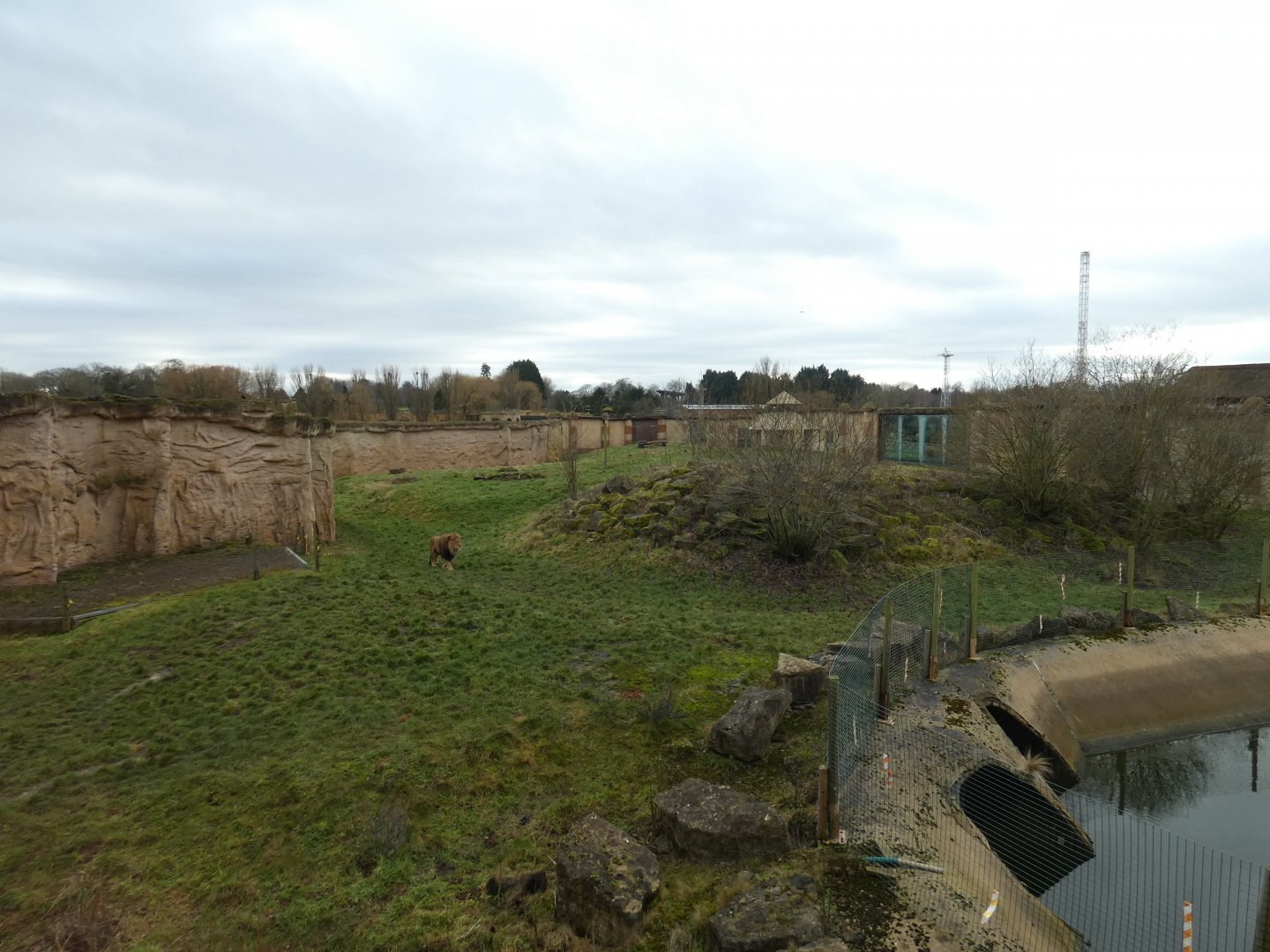 Lion enclosure