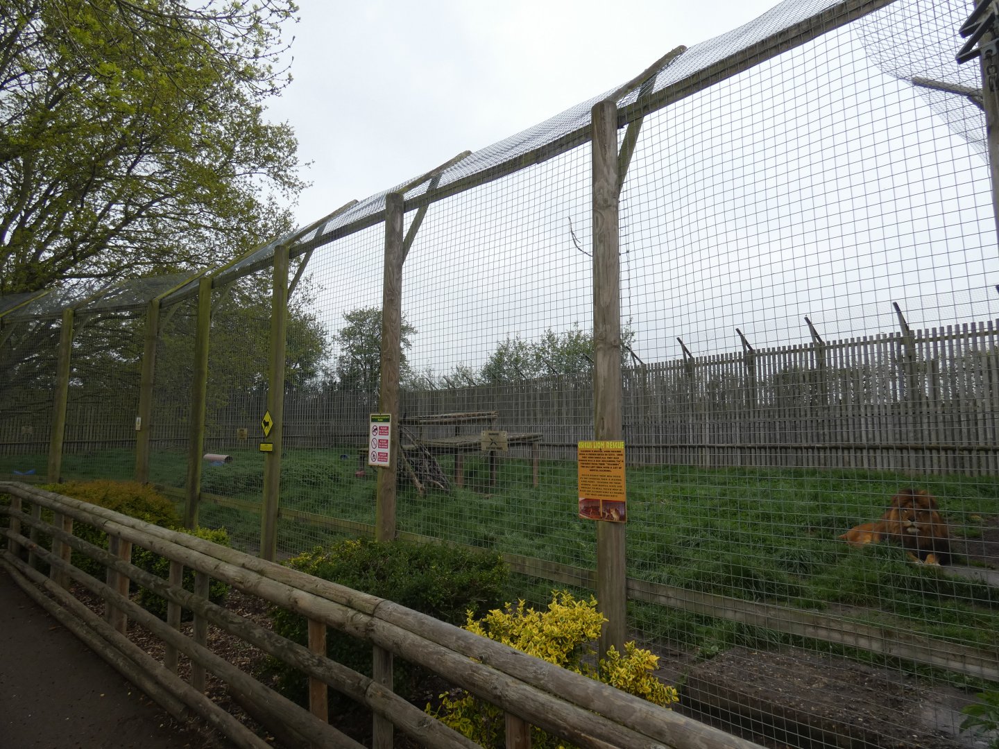 Lion enclosure