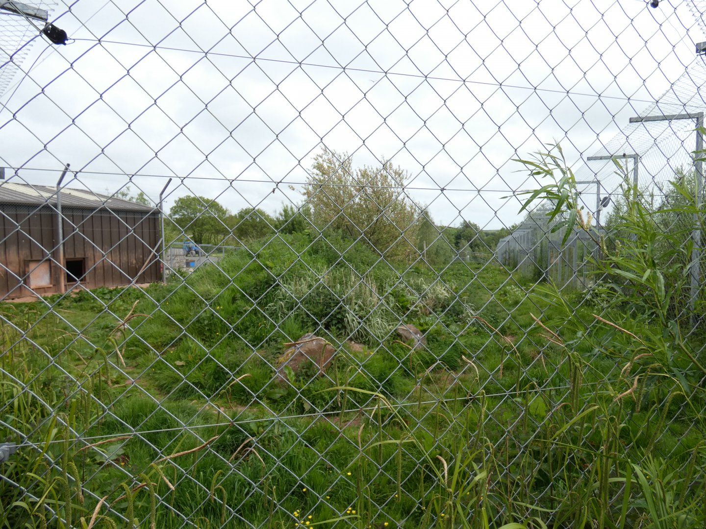Lion enclosure