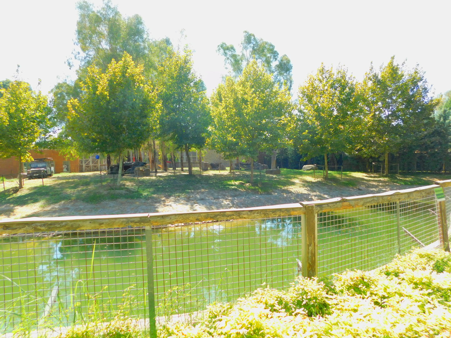Lion Enclosure