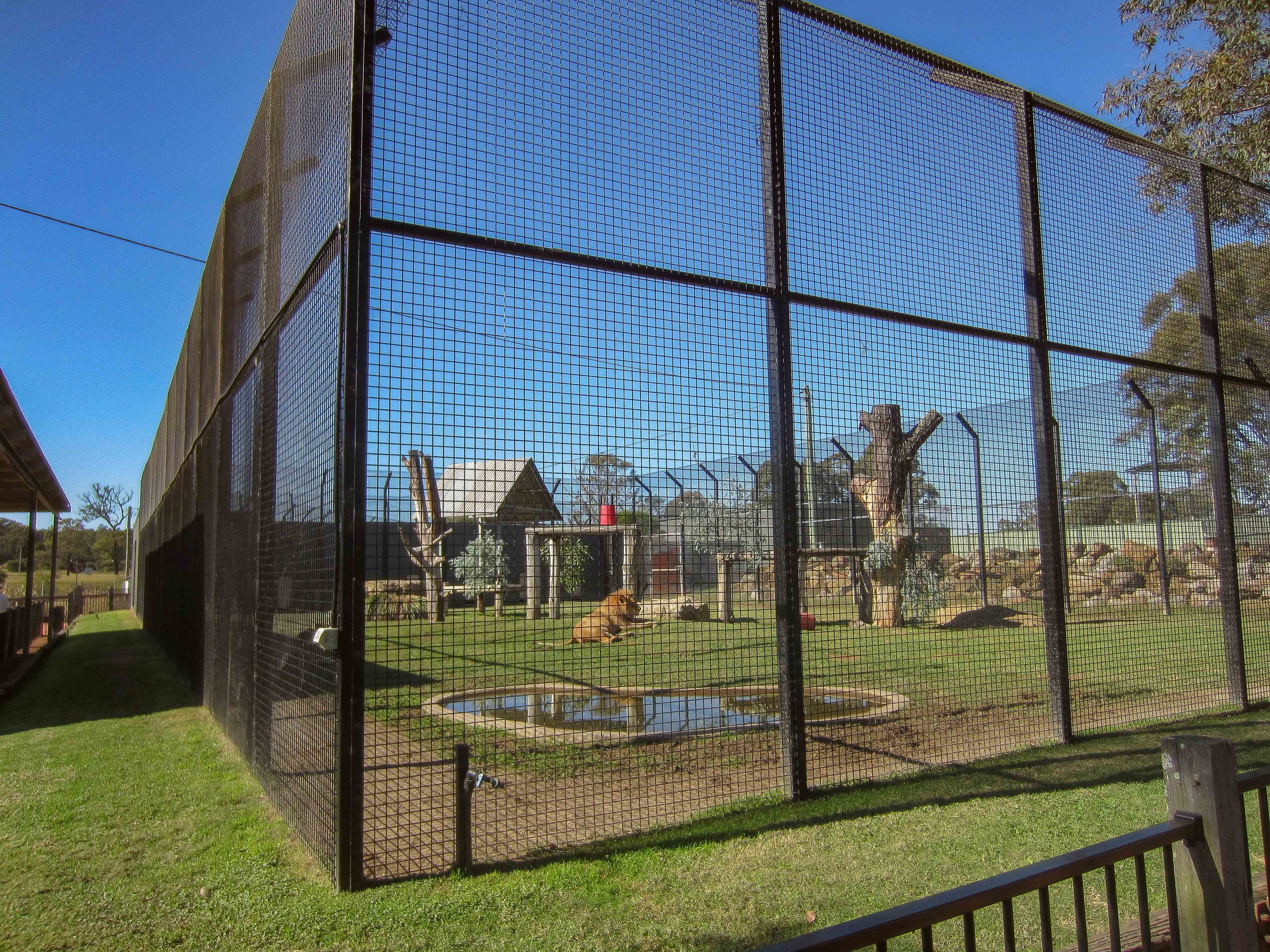 Lion Enclosure