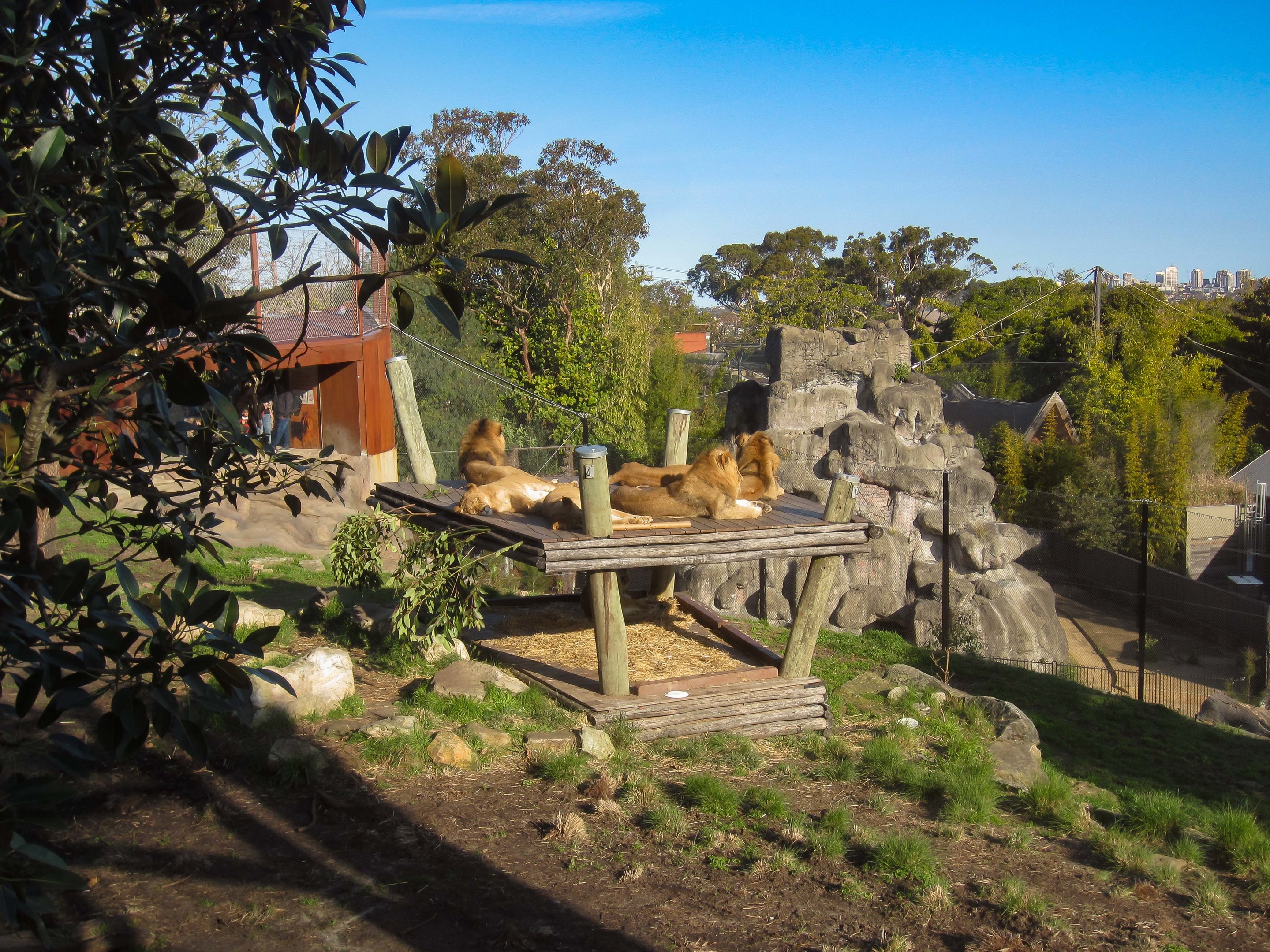 Lion enclosure