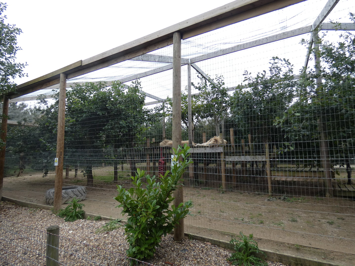 Lion enclosure