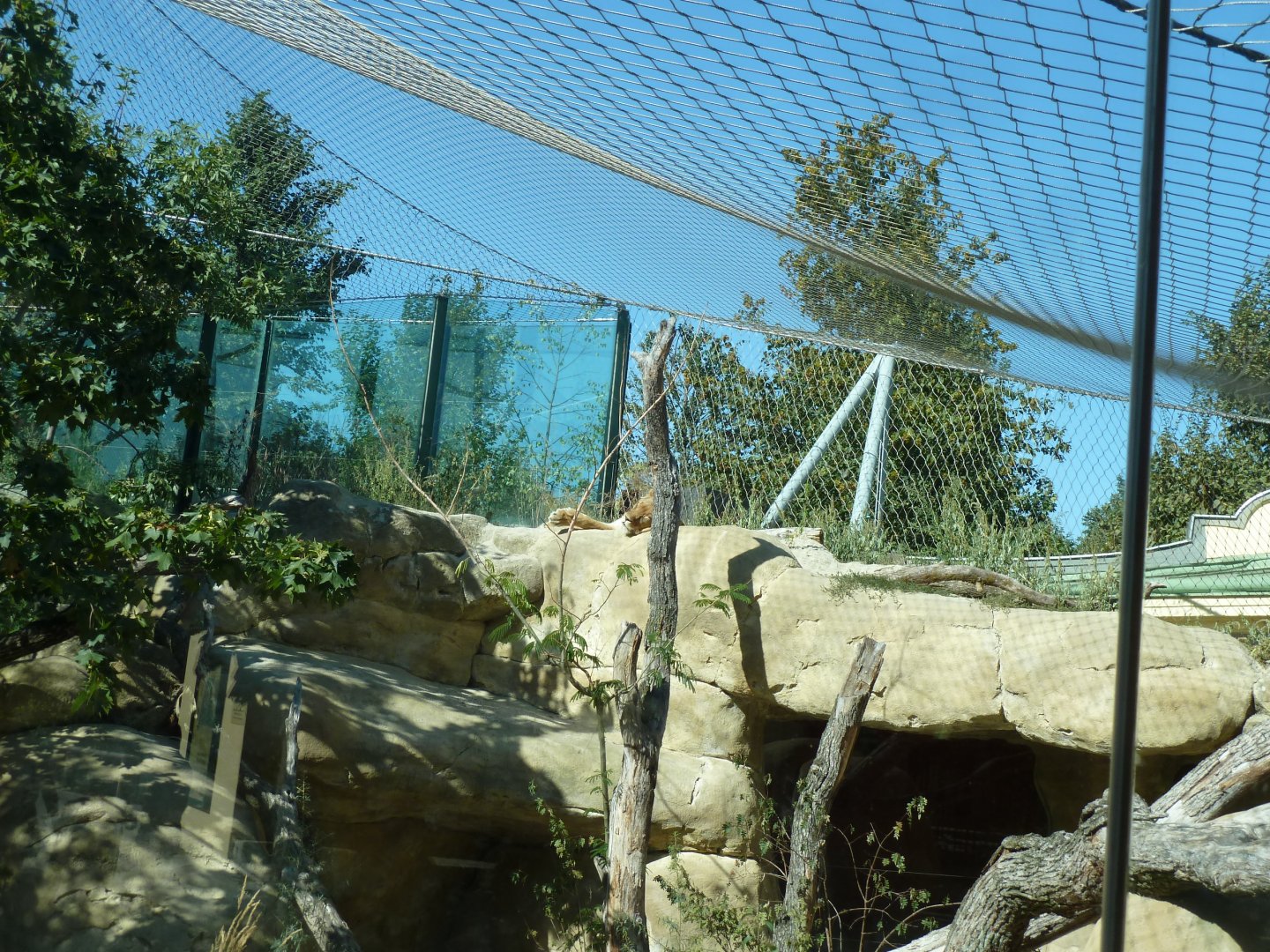 Lion enclosure