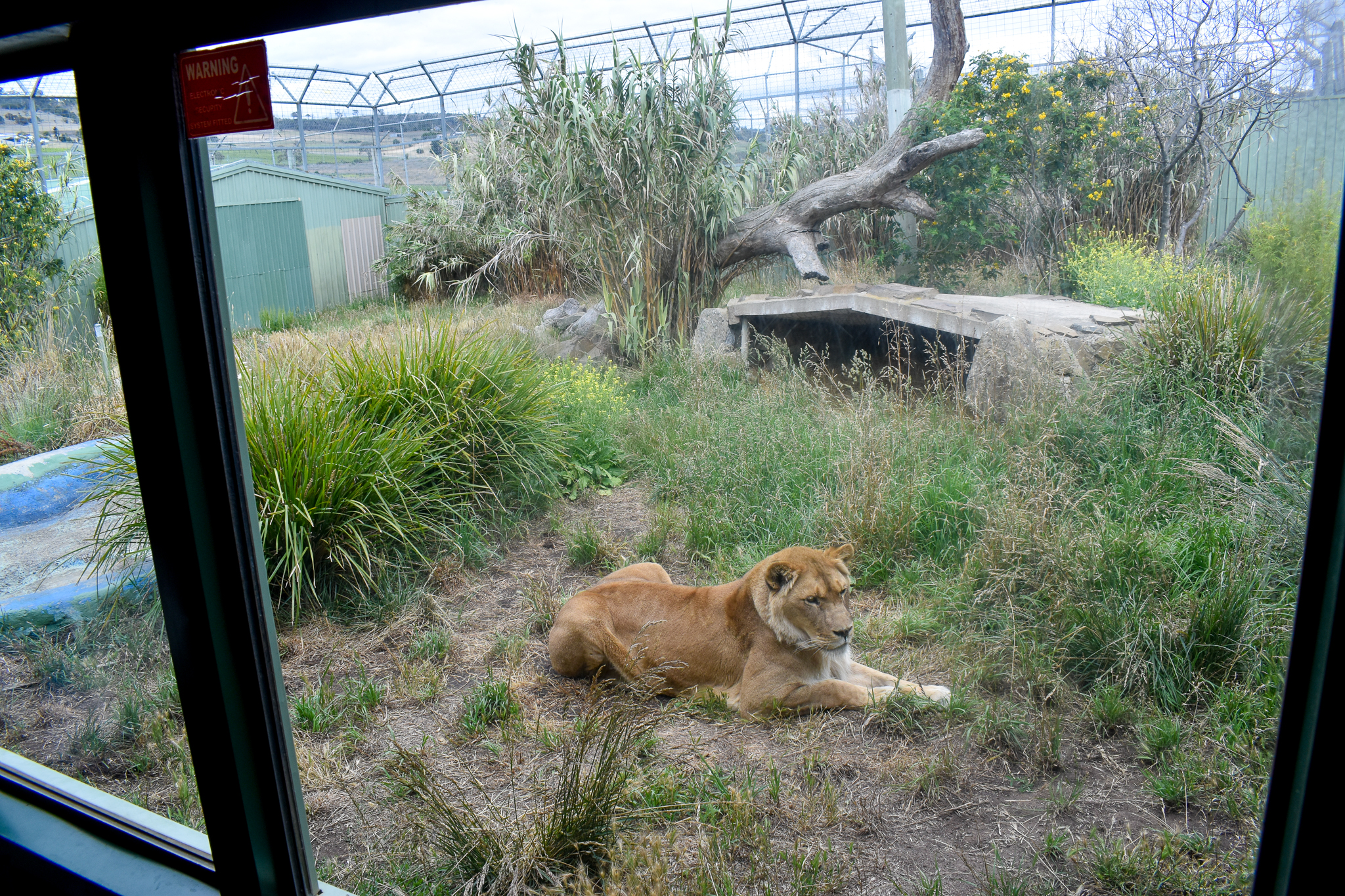 Lion enclosure