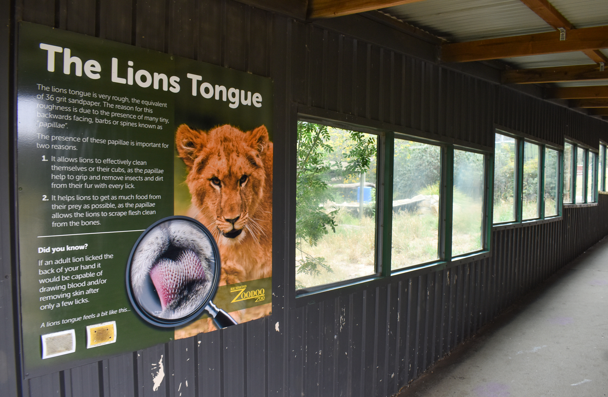Lion enclosure