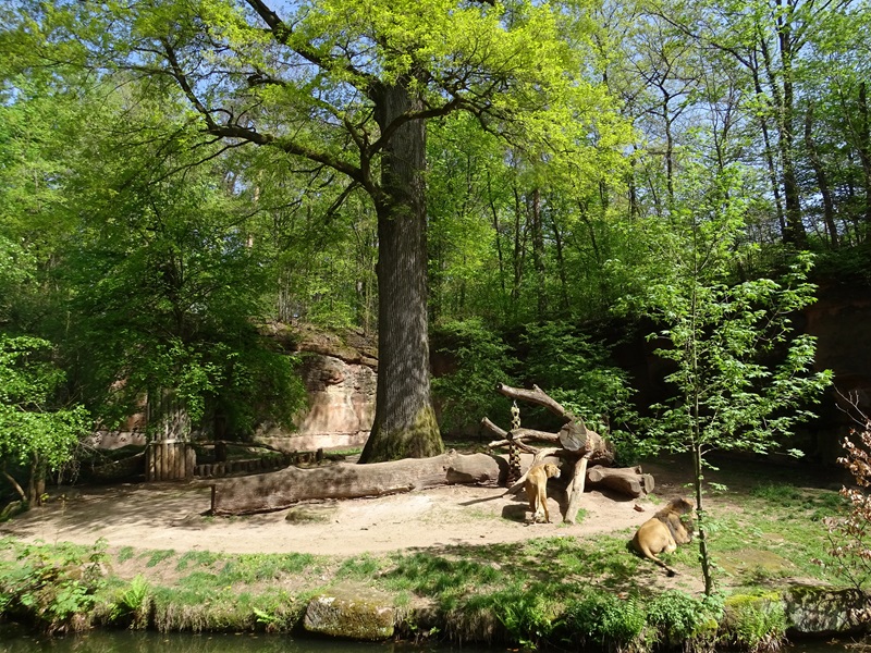Lion enclosure
