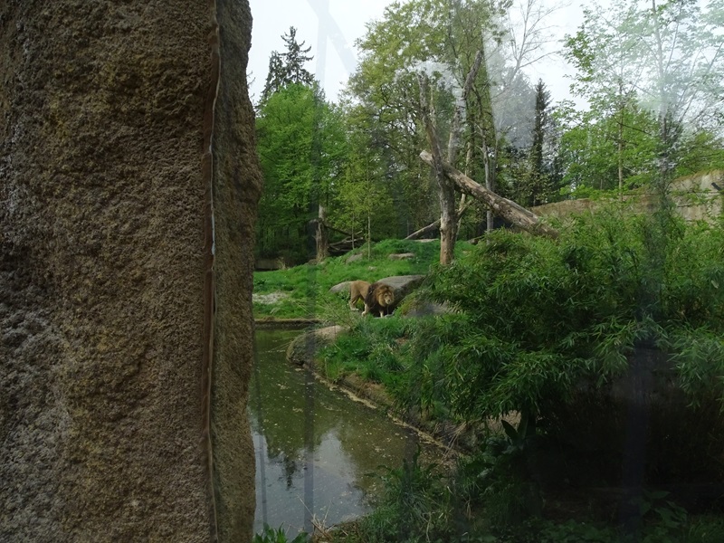 Lion enclosure