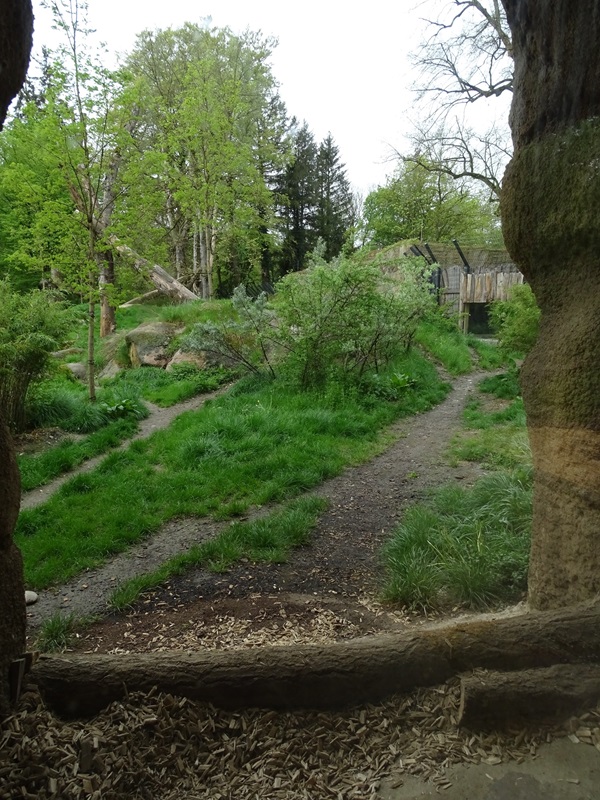 Lion enclosure