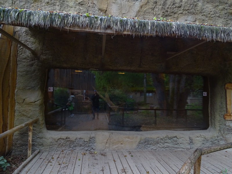Lion enclosure