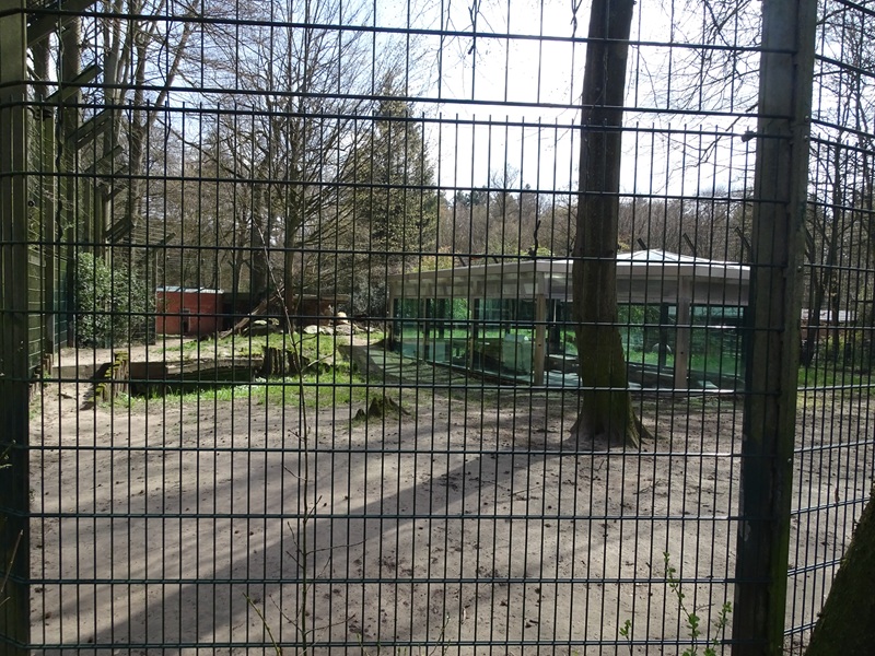 Lion enclosure