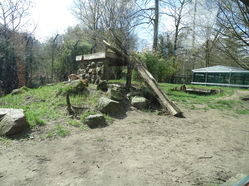Lion enclosure