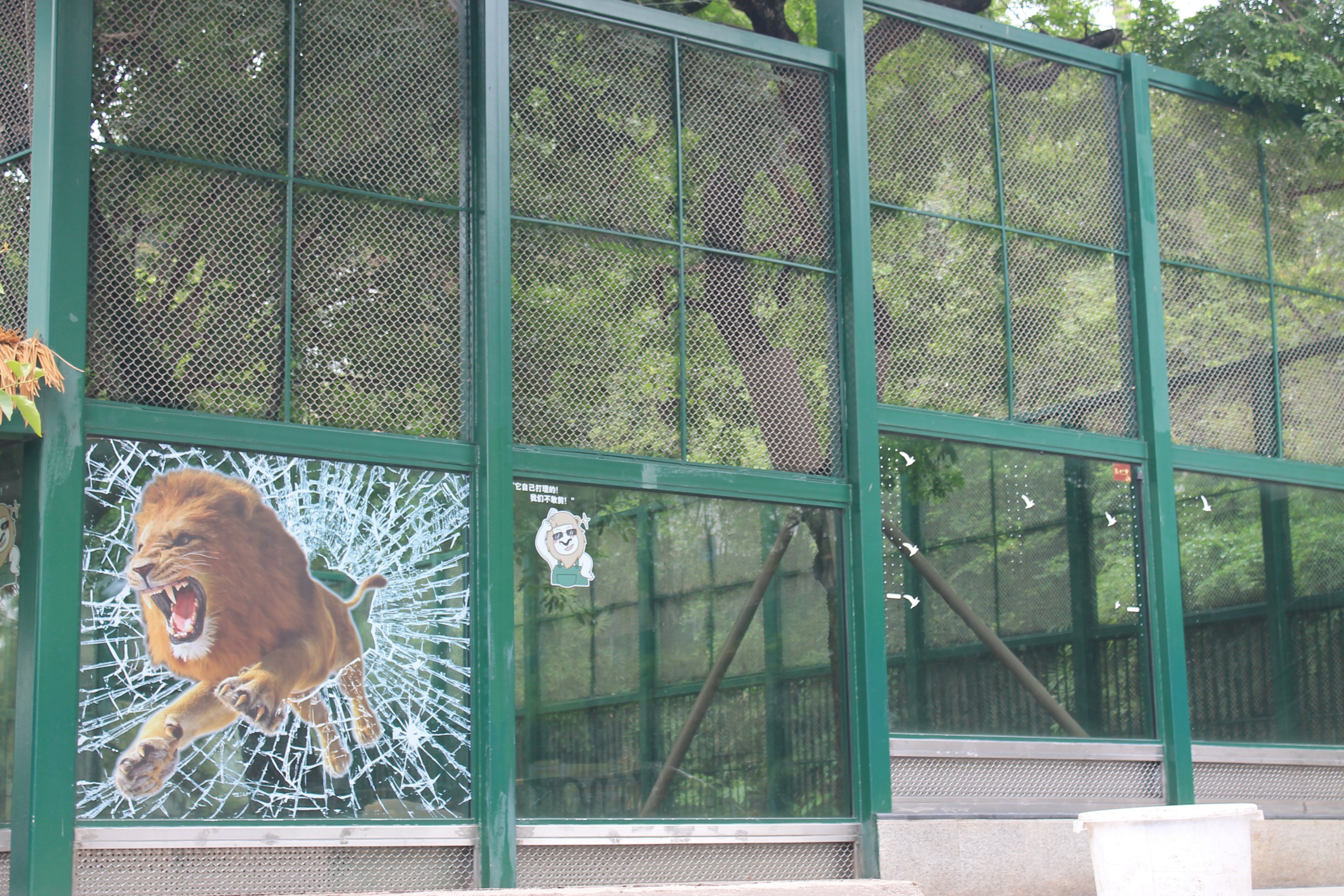 Lion enclosure