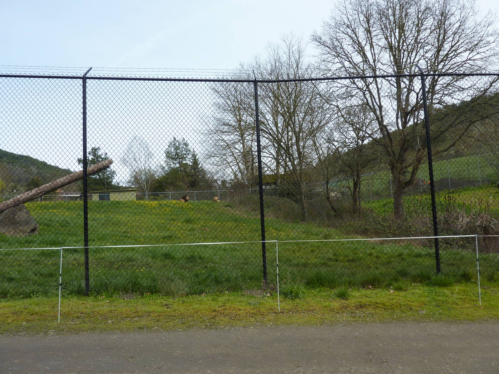 Lion Enclosure