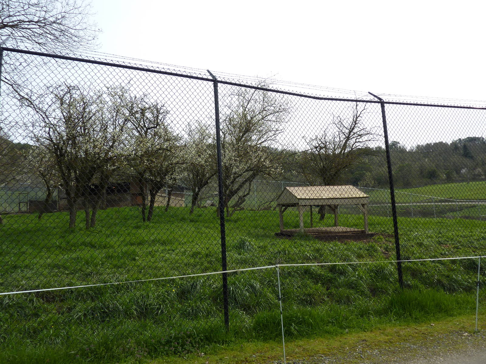 Lion Enclosure