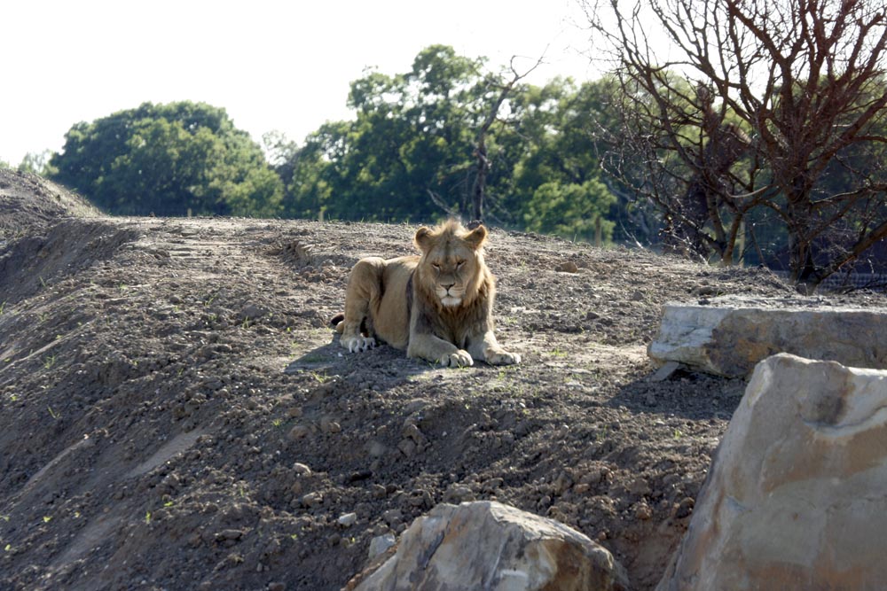 Lion enclosure