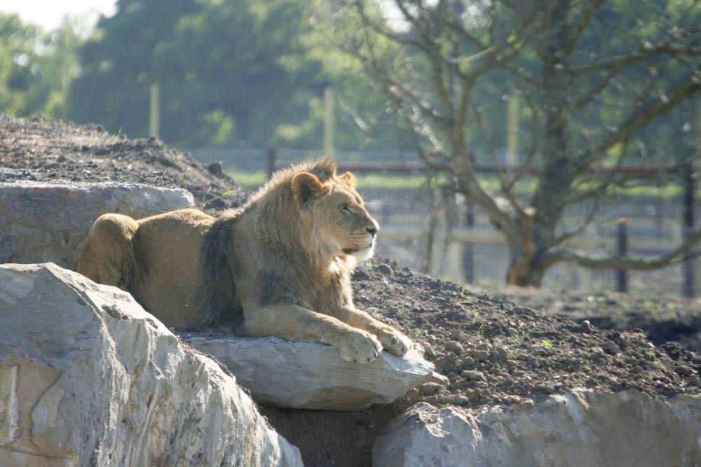 Lion enclosure