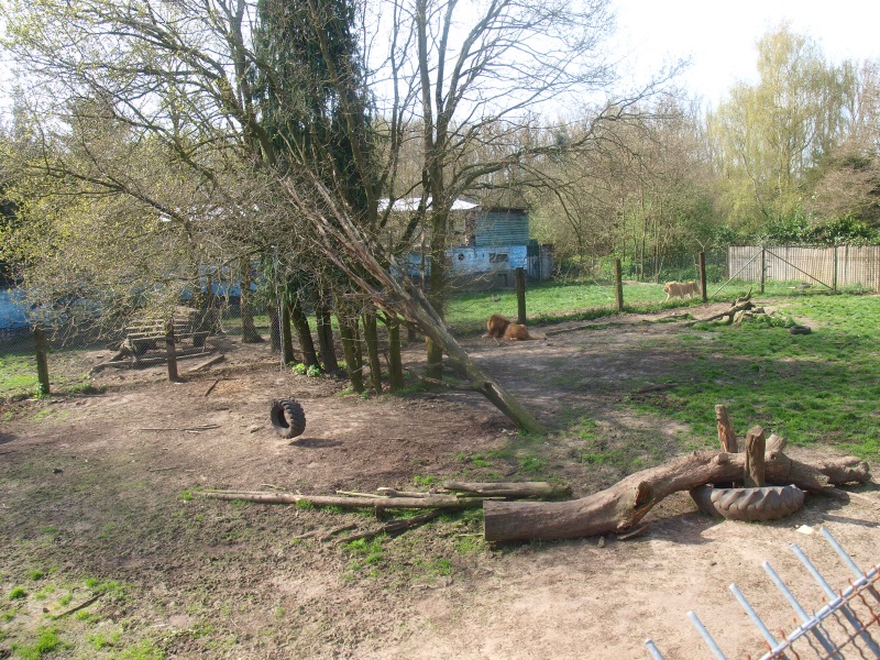 Lion enclosures 1 and 2 (April 19th, 2015)