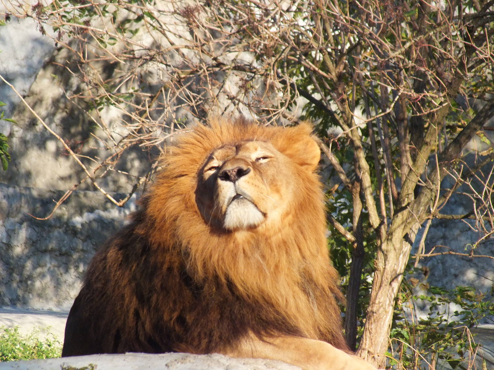 Lion enjoying the sunlight