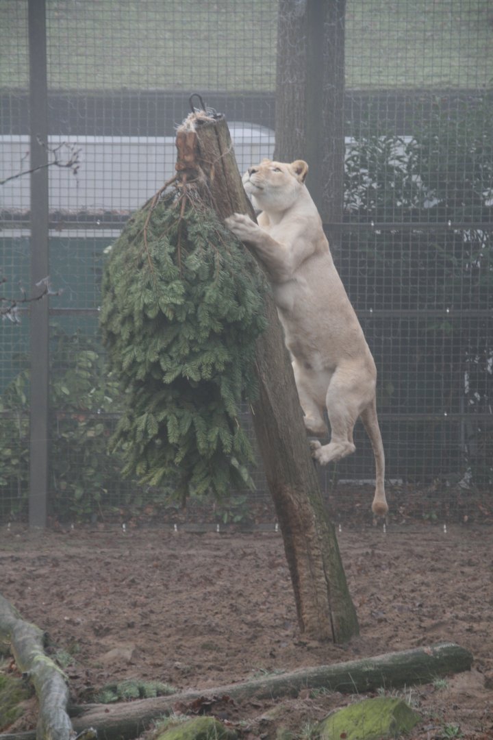 Lion enrichment