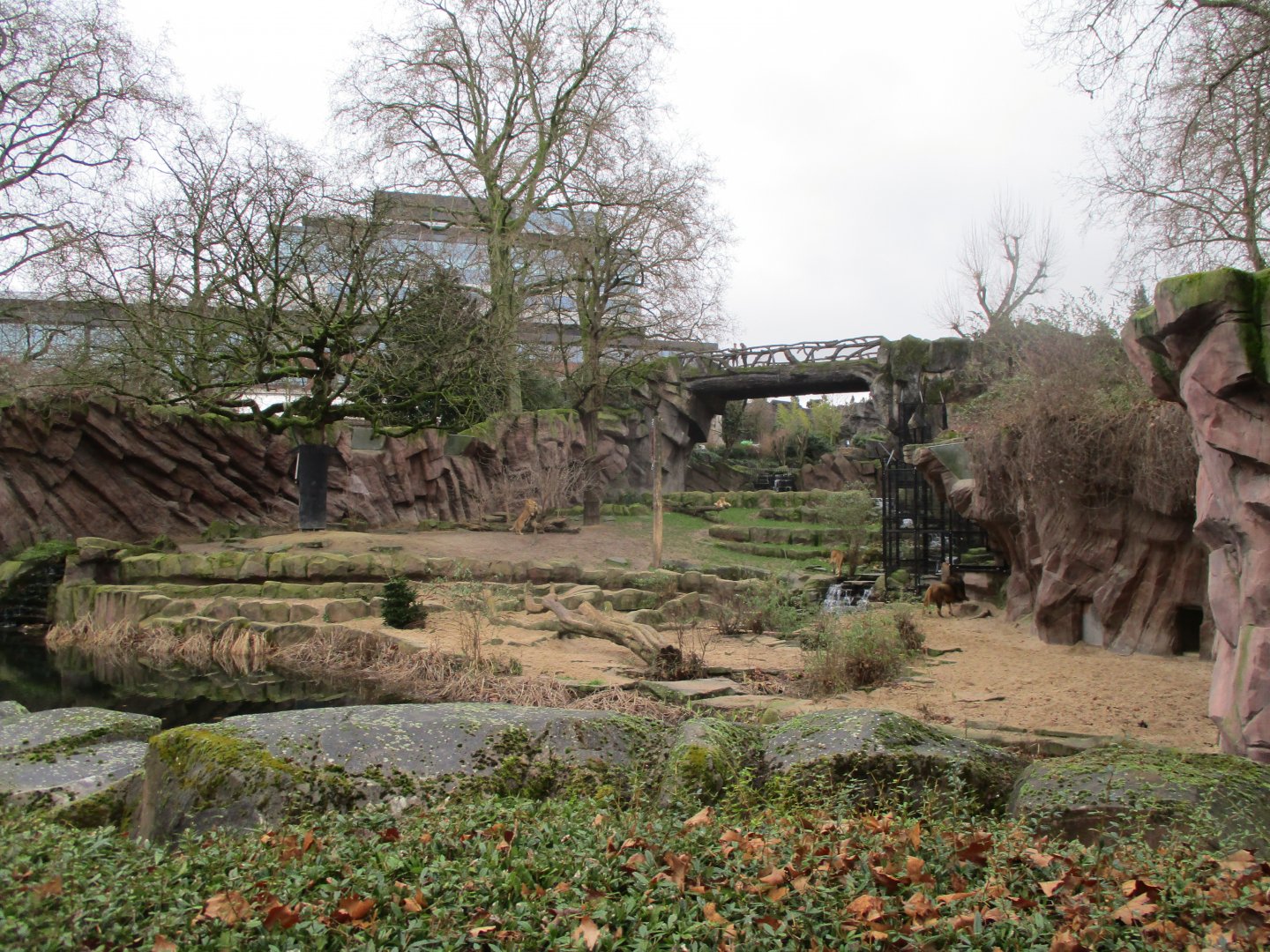Lion exhibit (02/02/2022)