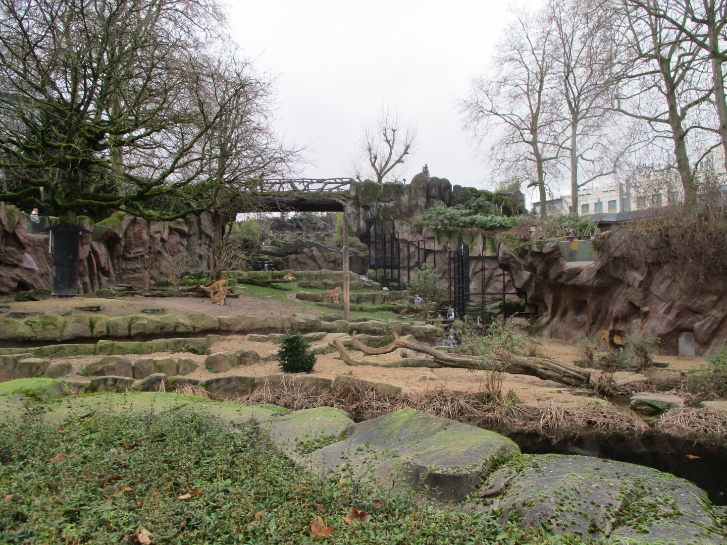 Lion exhibit (02/02/2022)