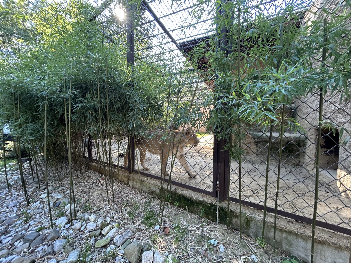 Lion Exhibit #1 - Indian Carnivores House