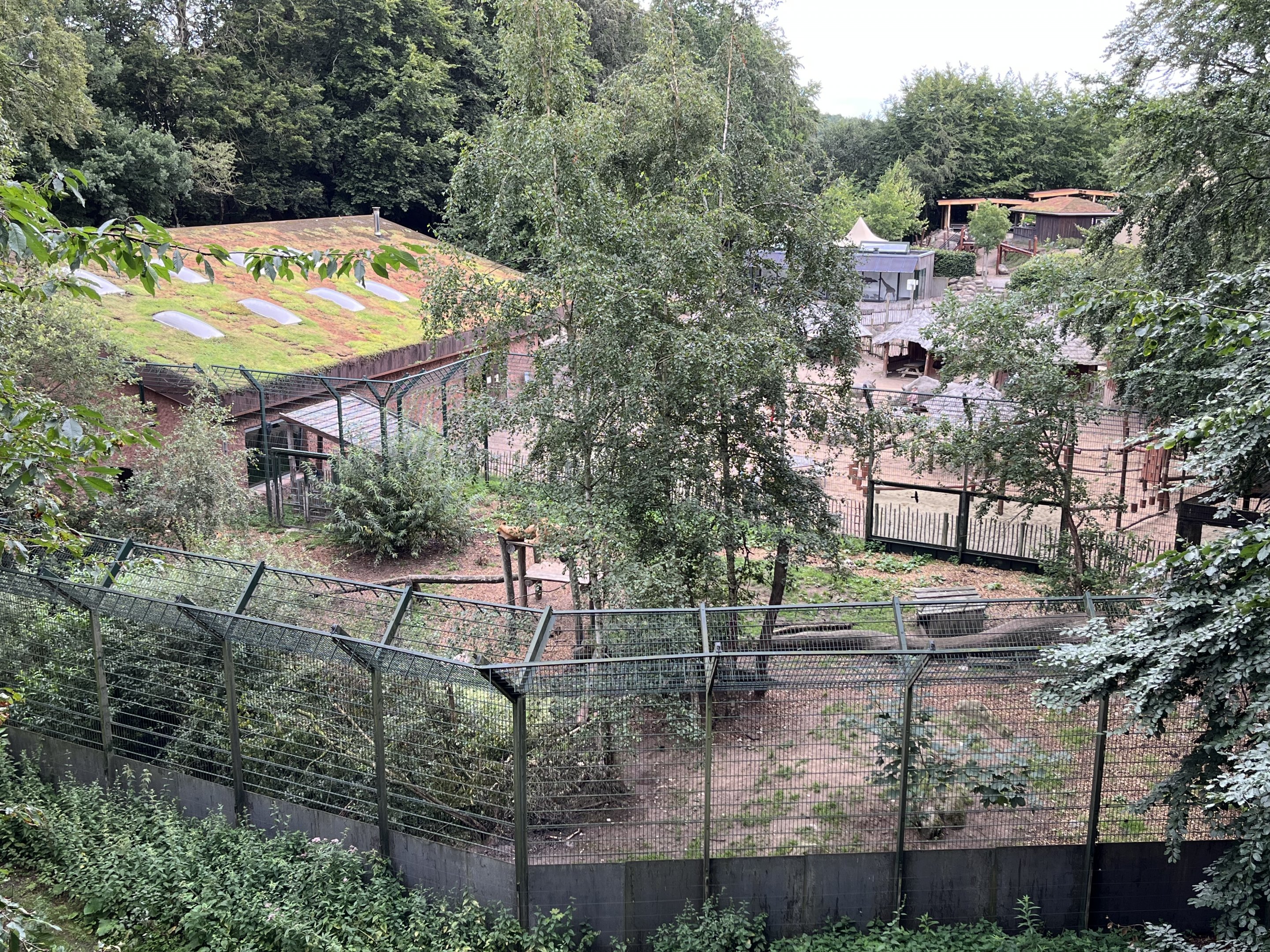 Lion Exhibit #1 + Playground