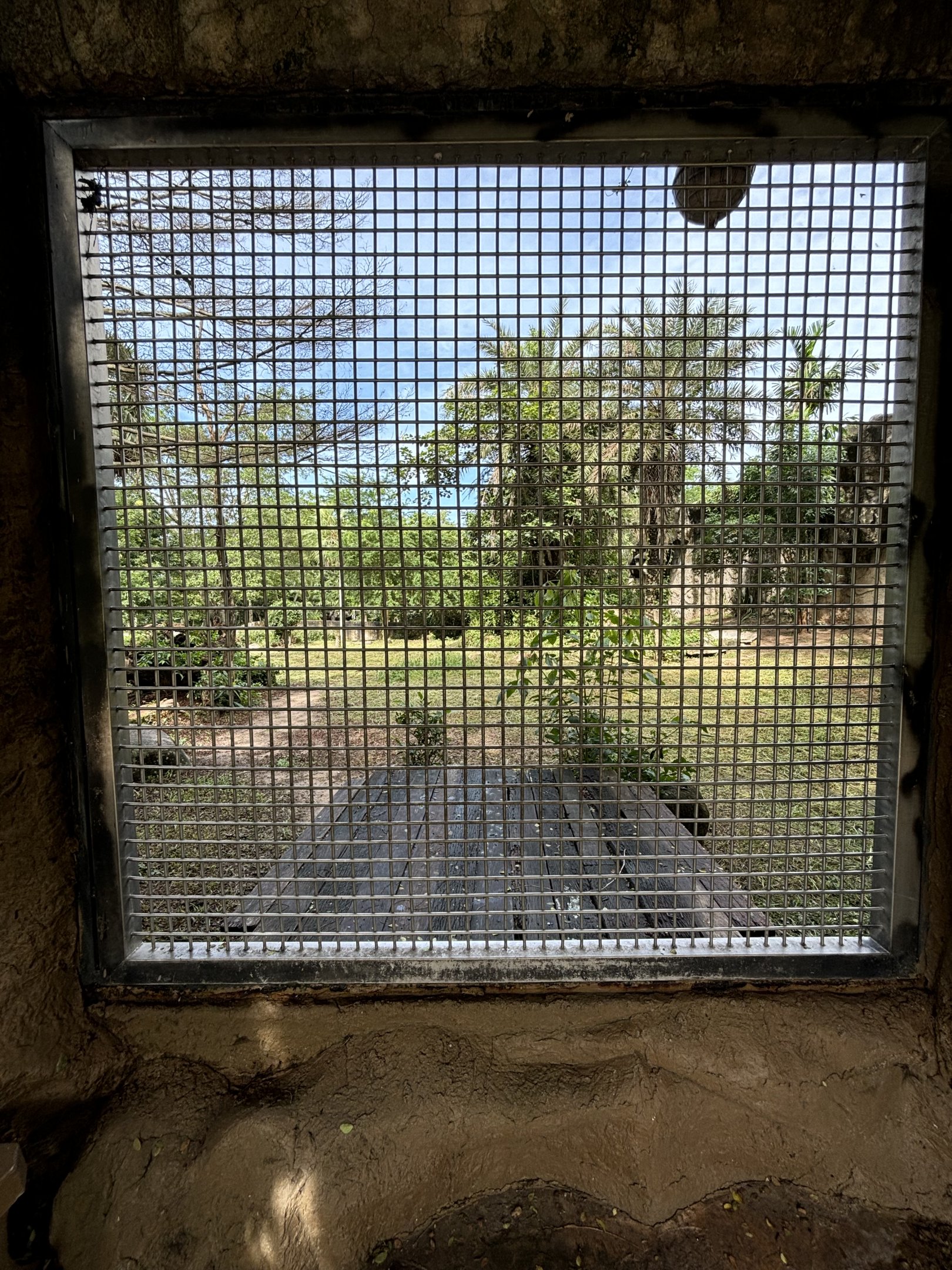 Lion Exhibit #1 - training wall