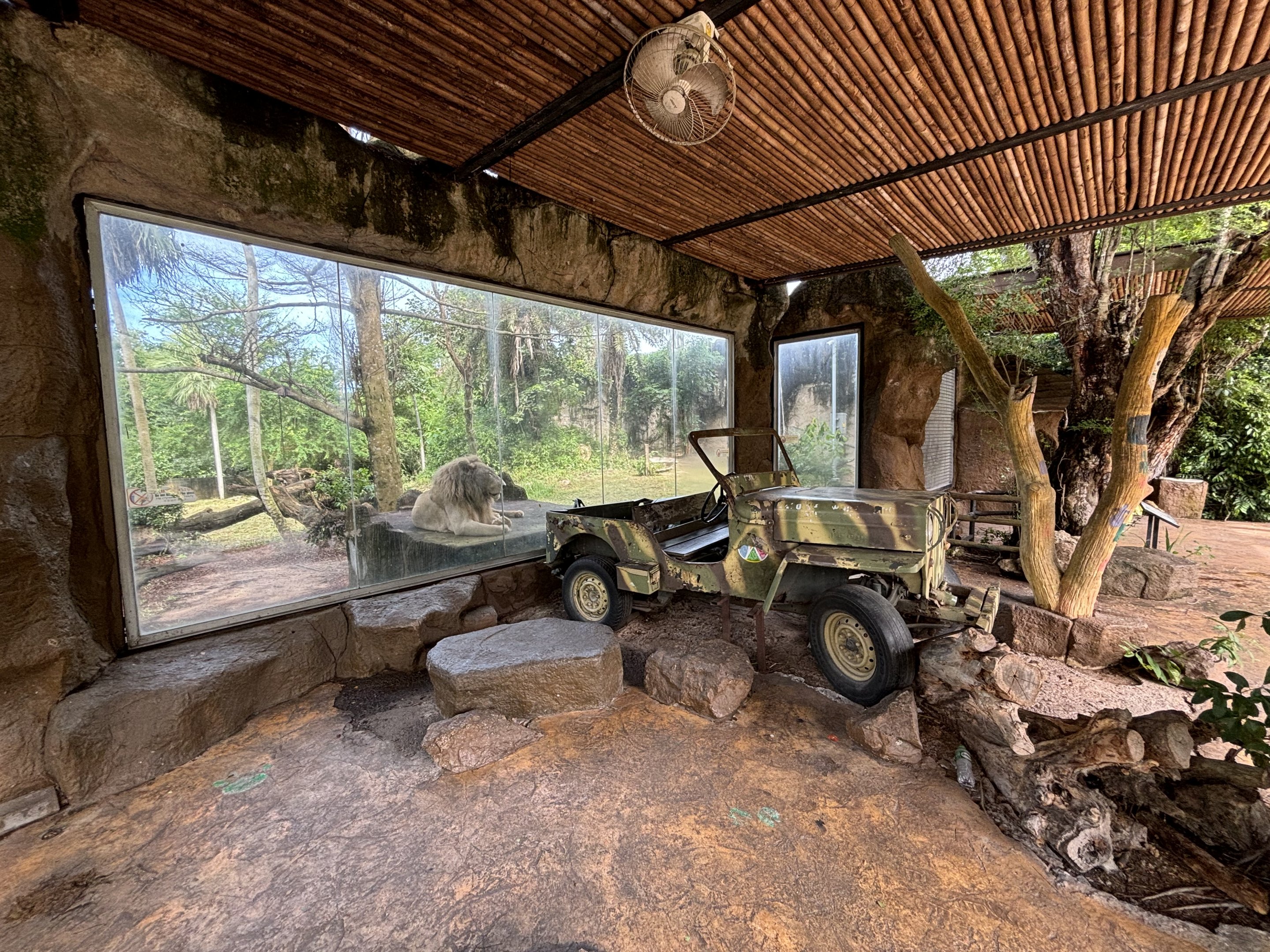 Lion Exhibit #1 - White Lion